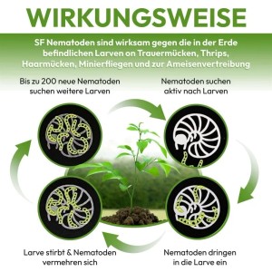 Grafik zur Wirkungsweise von NemaTaurus SF Nematoden gegen Trauermücken und Thripse.