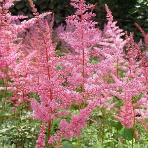 6 x Prachtspiere 'Cattleya' Astilbe arendsii Topf 9cm Sommerliche Blütenfedern
