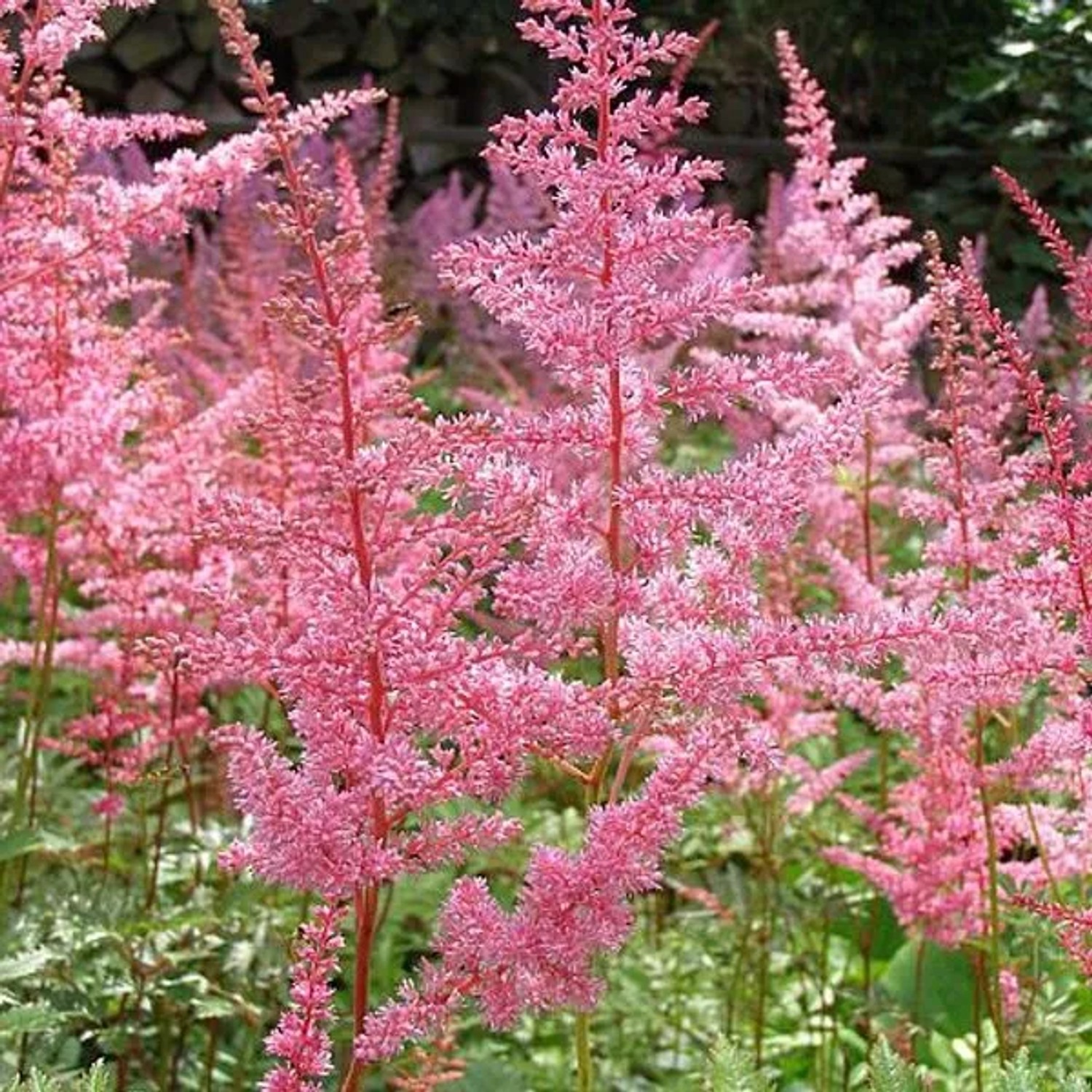6 x Prachtspiere 'Cattleya' Astilbe arendsii Topf 9cm Sommerliche Blütenfedern