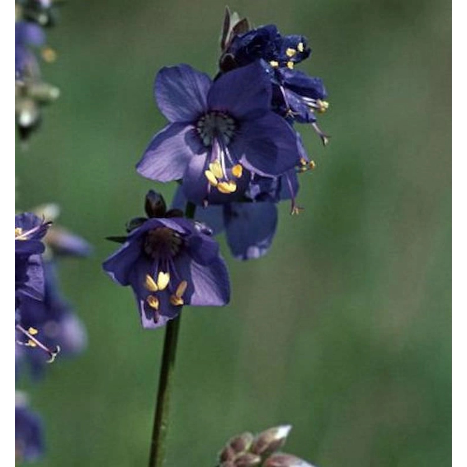 Blaue Himmelsleiter - Polemonium caeruleum günstig online kaufen