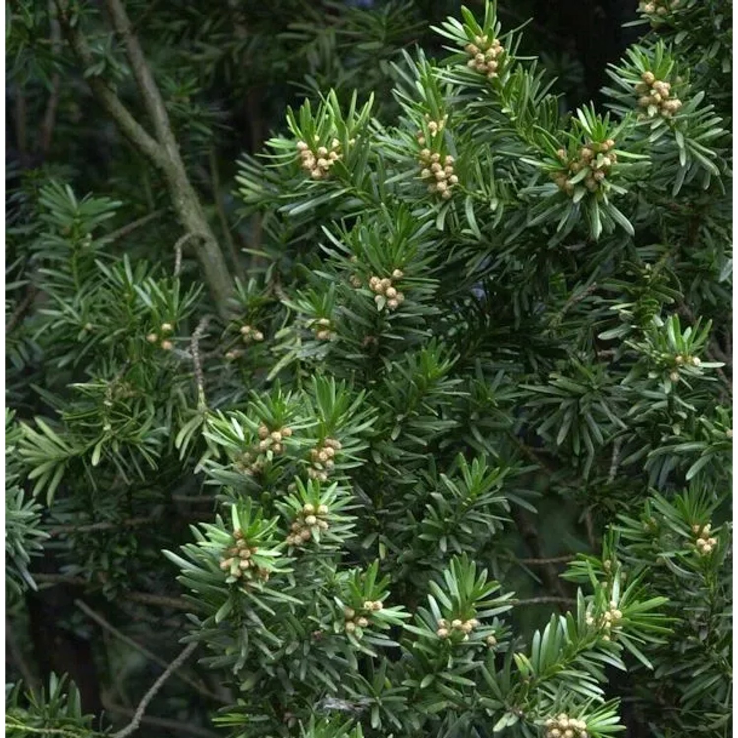 Gedrehte Zwerg Eibe Cristata 30-40cm - Taxus baccata