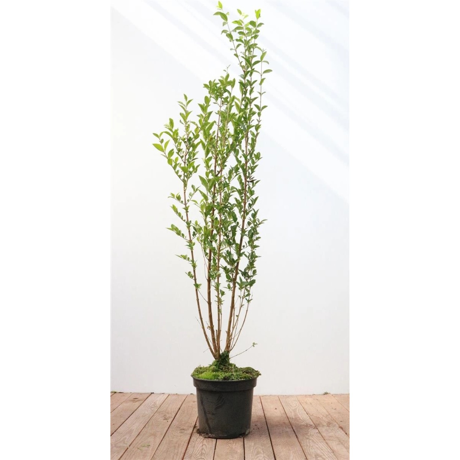 Ligustrum ovalifolium 100-125 cm günstig online kaufen