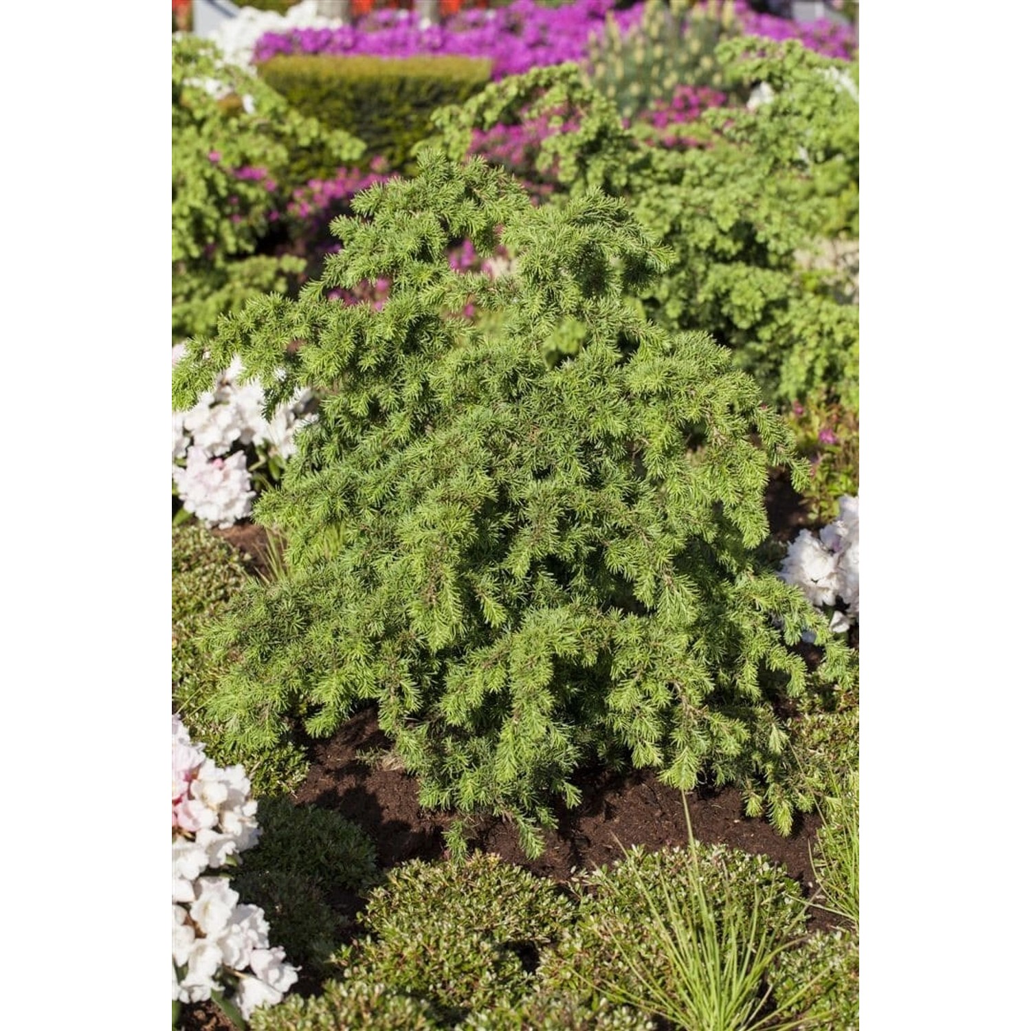 Tsuga Mertensiana Berg-Hemlocktanne 40–50 cm günstig online kaufen