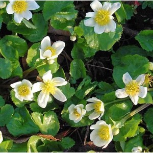 Sumpfdotterblume Alba - Caltha palustris
