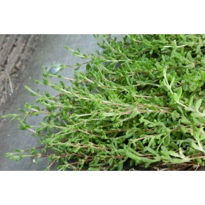 Teppich-Steinbrech (Herniaria glabra) im 9x9 cm Topf, ein grüner Bodendecker.