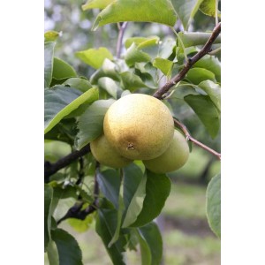 Nahaufnahme einer Nashi-Birne (Pyrus Pyrifolia Nijisseiki) am Baum mit grünen Blättern.
