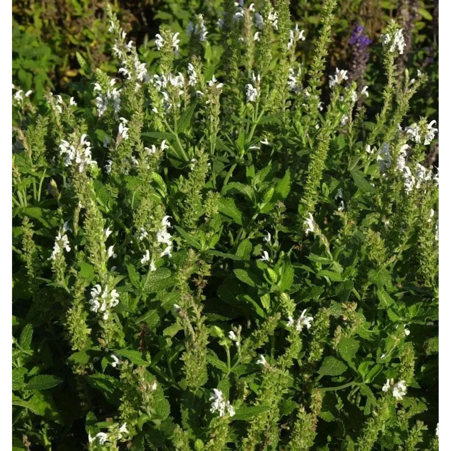 Salbei Sensation White - Salvia nemorosa
