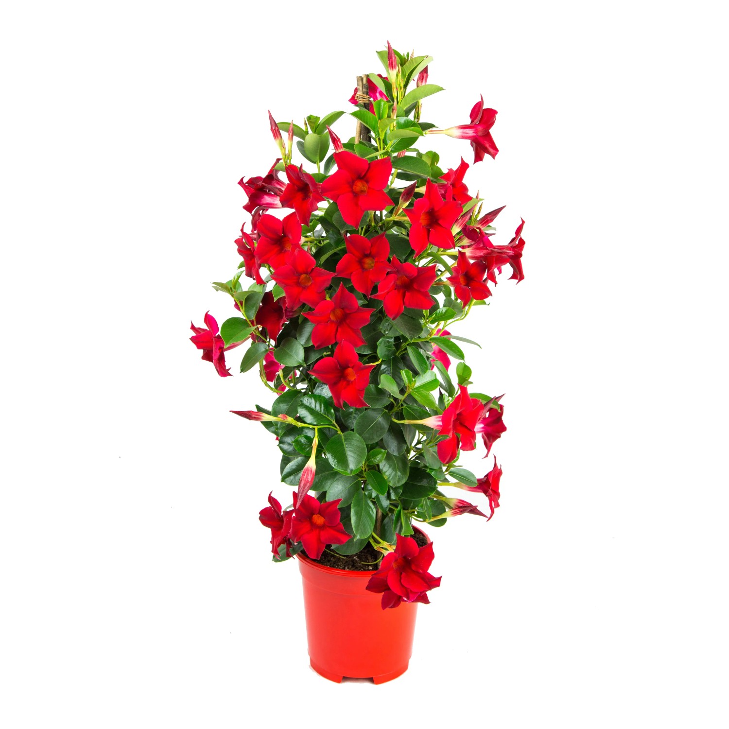 GROW by OBI Dipladenie Sundevillea Pyramide T19
