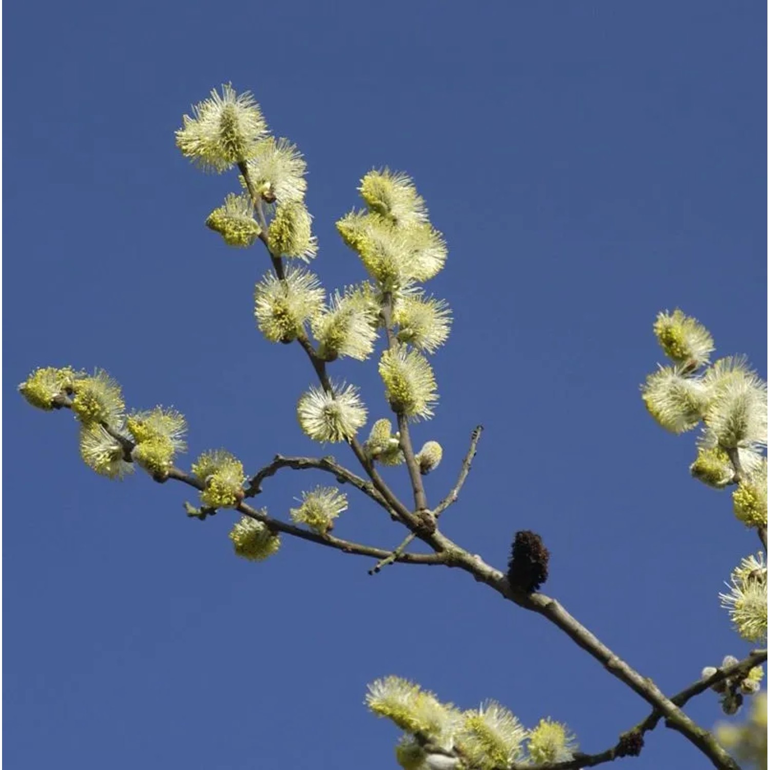 Ohrweide 100-125cm - Salix aurita