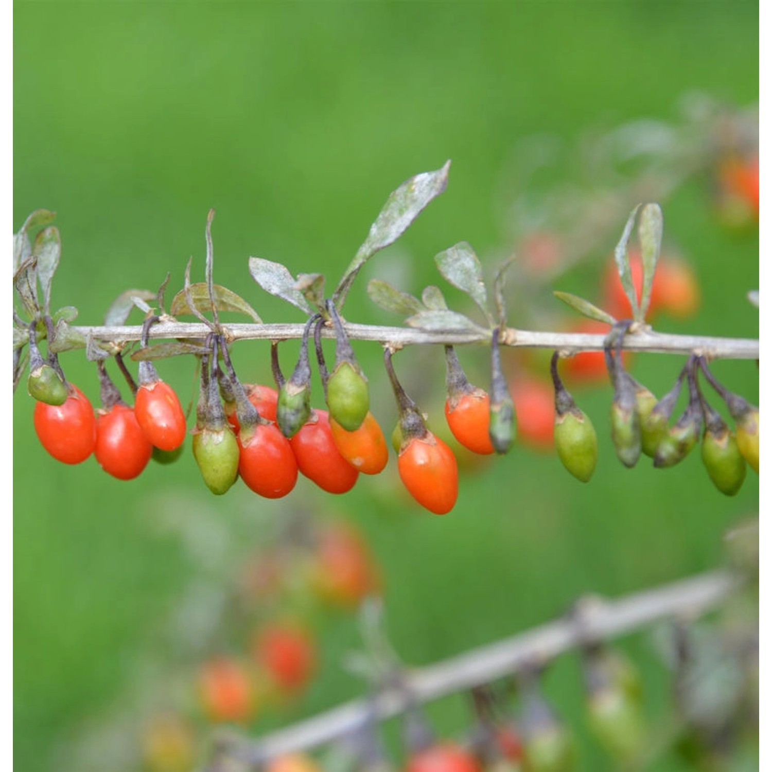 Teufelszwirn Sweet Lifeberry 40-60cm - Lycium barbarum günstig online kaufen