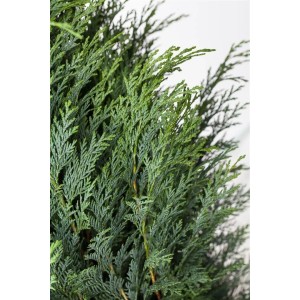 Detailaufnahme der Chamaecyparis lawsoniana 'Columnaris' Heckenpflanze, 40-60 cm hoch.