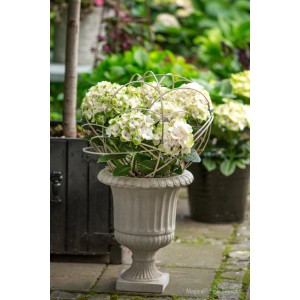 Hortensie Magical Noblesse im Topf mit grün-weißen Blüten in dekorativer Pflanzschale.