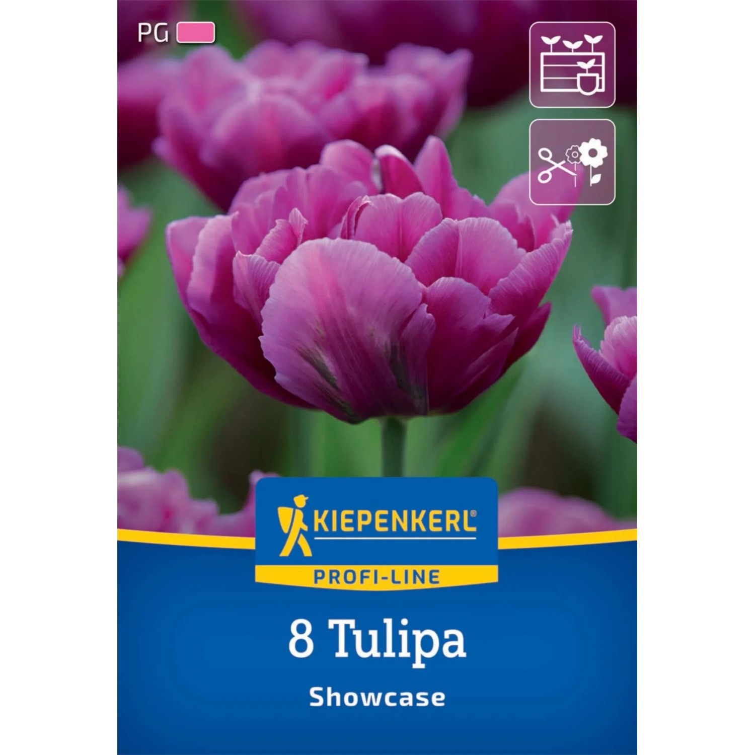 Kiepenkerl Blumenzwiebel Profi-Line Gefüllte frühe Tulpe Showcase 8 Stück