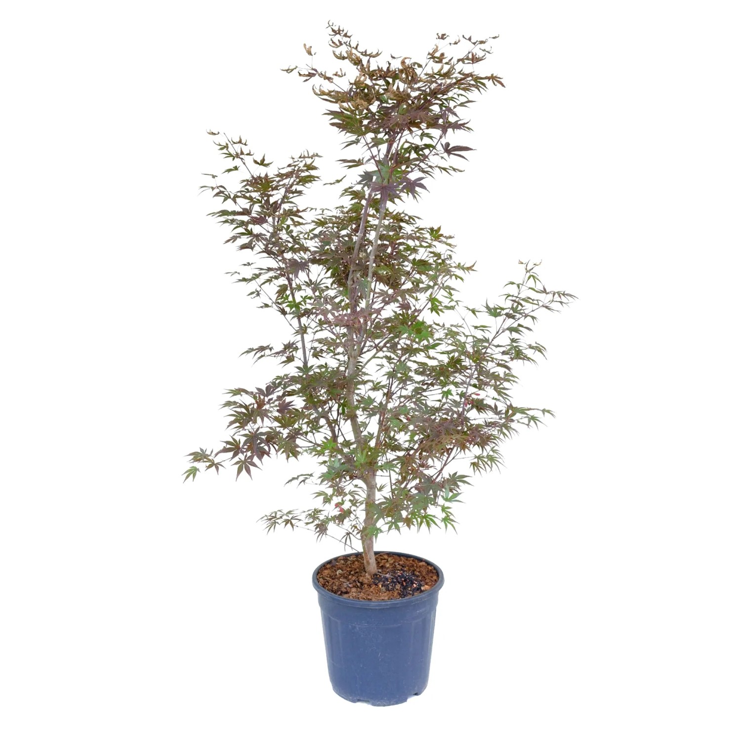 GROW by OBI Ahorn Höhe ca. 100 cm Topf ca. 18 l Acer palmatum Fireglow