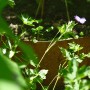 Bellissa Hangpflanzschale Collina Corten mit Bepflanzung im Garten.