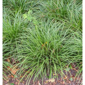 Immergrüne Japan-Segge 'Temnolepsis' (Carex morrowii) mit grün-weiß gestreiften Blättern.