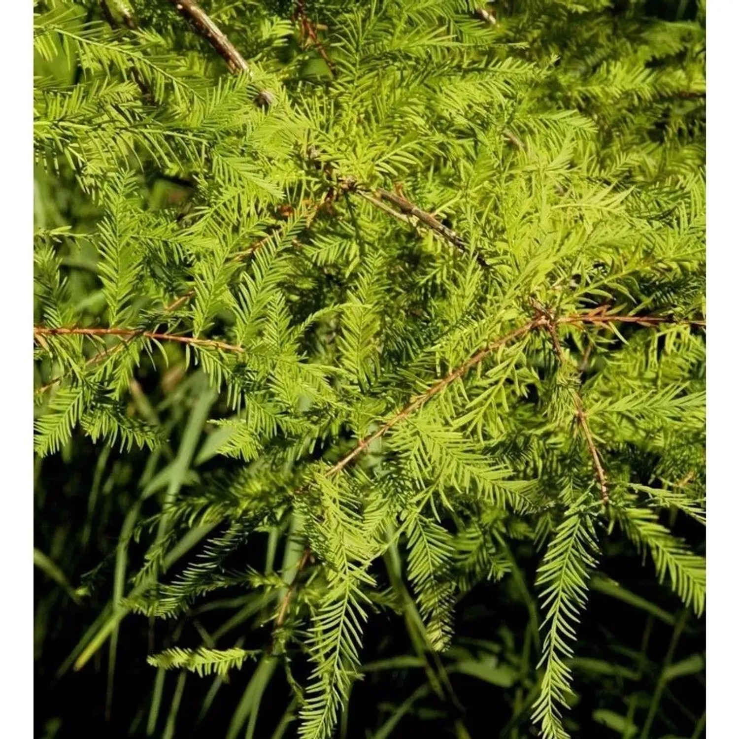Hochstamm Zwerg Sumpfzypresse Secrest 80-100cm - Taxodium distichum