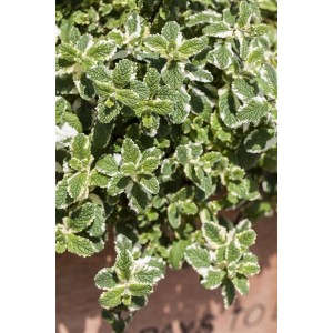 Ackerminze (Mentha Arvensis) im 9x9 cm Topf. Die Staude hat grün-weiß panaschierte Blätter.