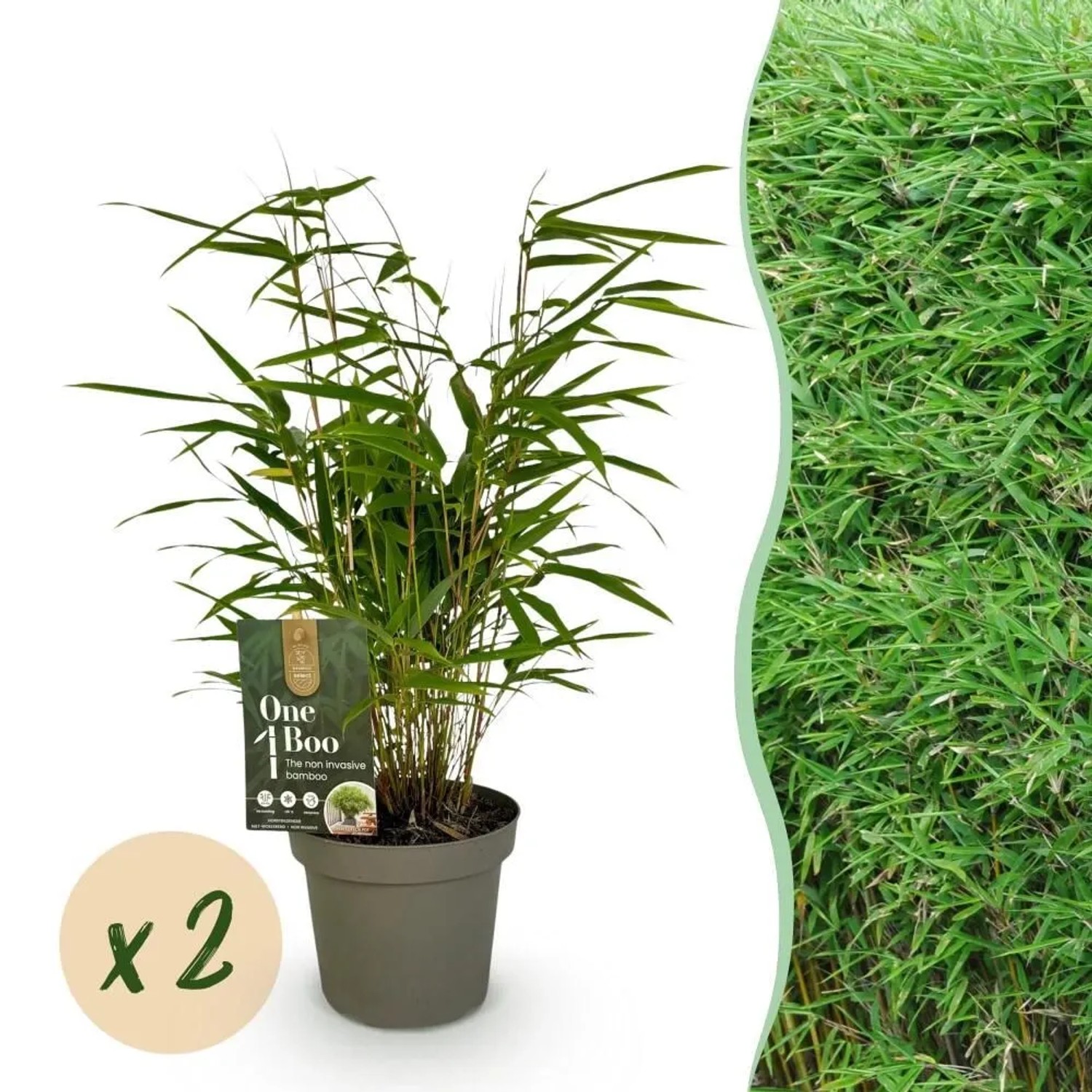 Exotenherz Bambus Fargesia Rufa Grün 2er Set 14cm Topf Höhe 35cm günstig online kaufen