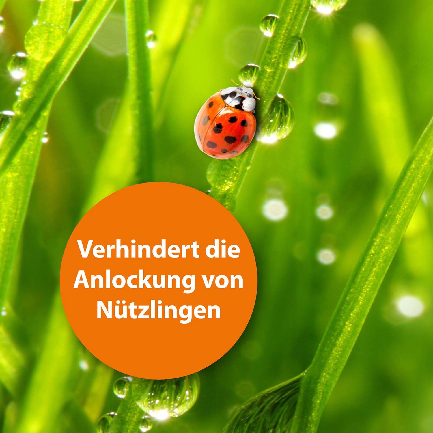 Marienkäfer auf Halm mit Wassertropfen, Hinweis auf Ardap Fliegenfalle, die Nützlinge schützt.