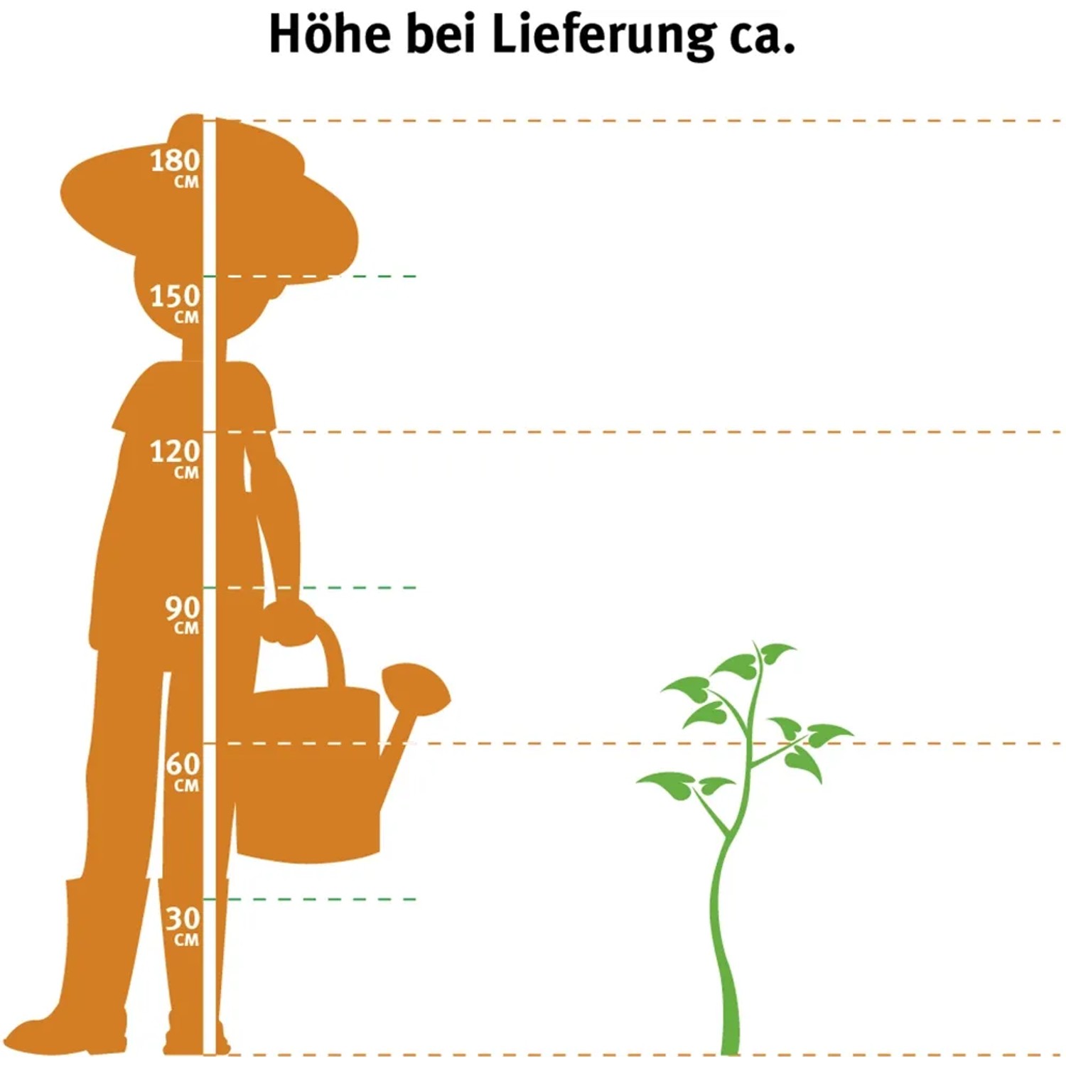 Illustration: Größenvergleich Korkenzieherhasel (60-80cm) zu Person mit Gießkanne.