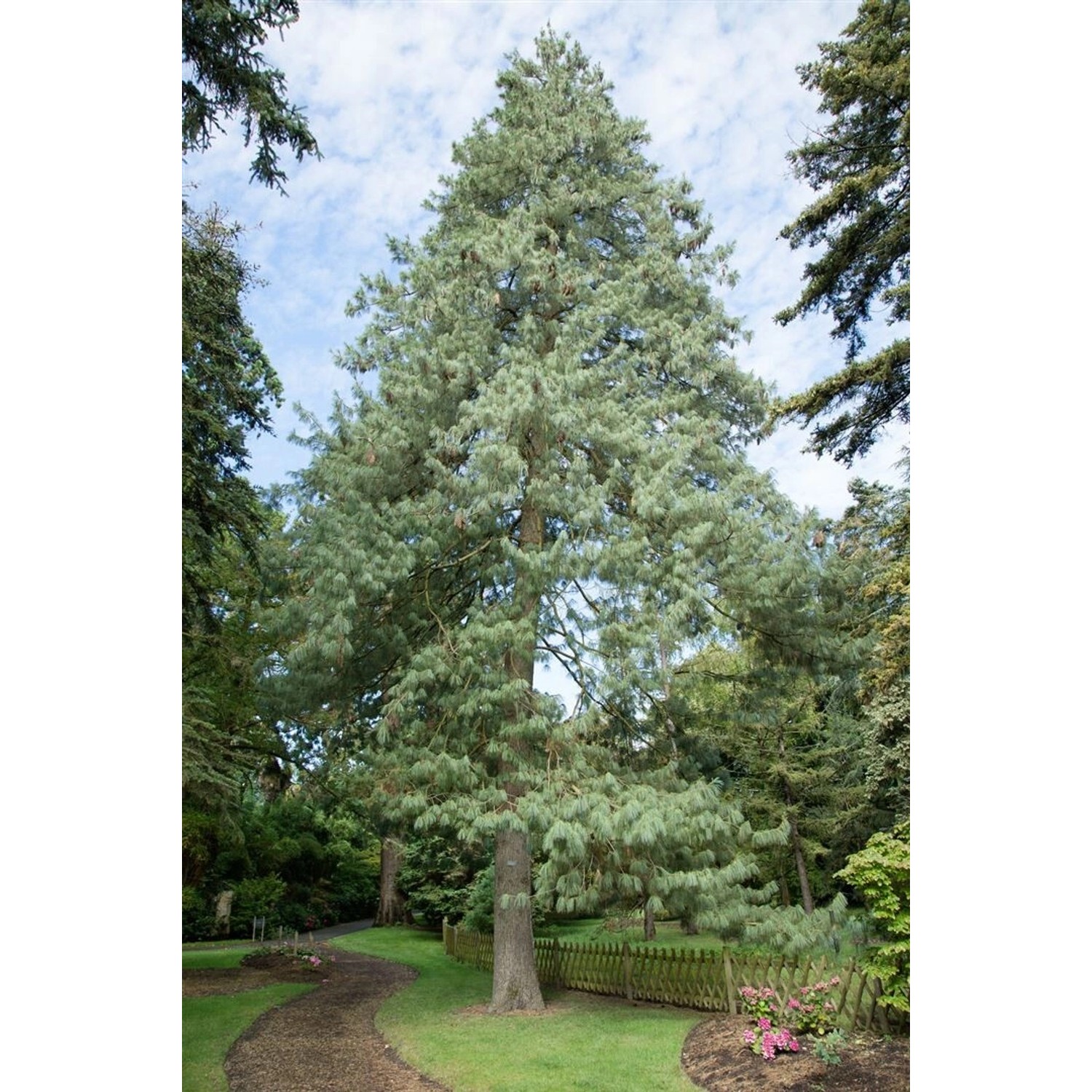 Pinus Wallichiana Himalaya-Kiefer 80–100 cm günstig online kaufen