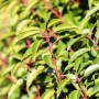 Portugiesischer Kirschlorbeer Angustifolia, 30-40 cm hoch, mit grünen Blättern und roten Stielen.