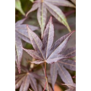 Nahaufnahme: Rotlaubiger Japanischer Ahorn (Acer palmatum Atropurpureum), Blätter mit feiner Struktur.