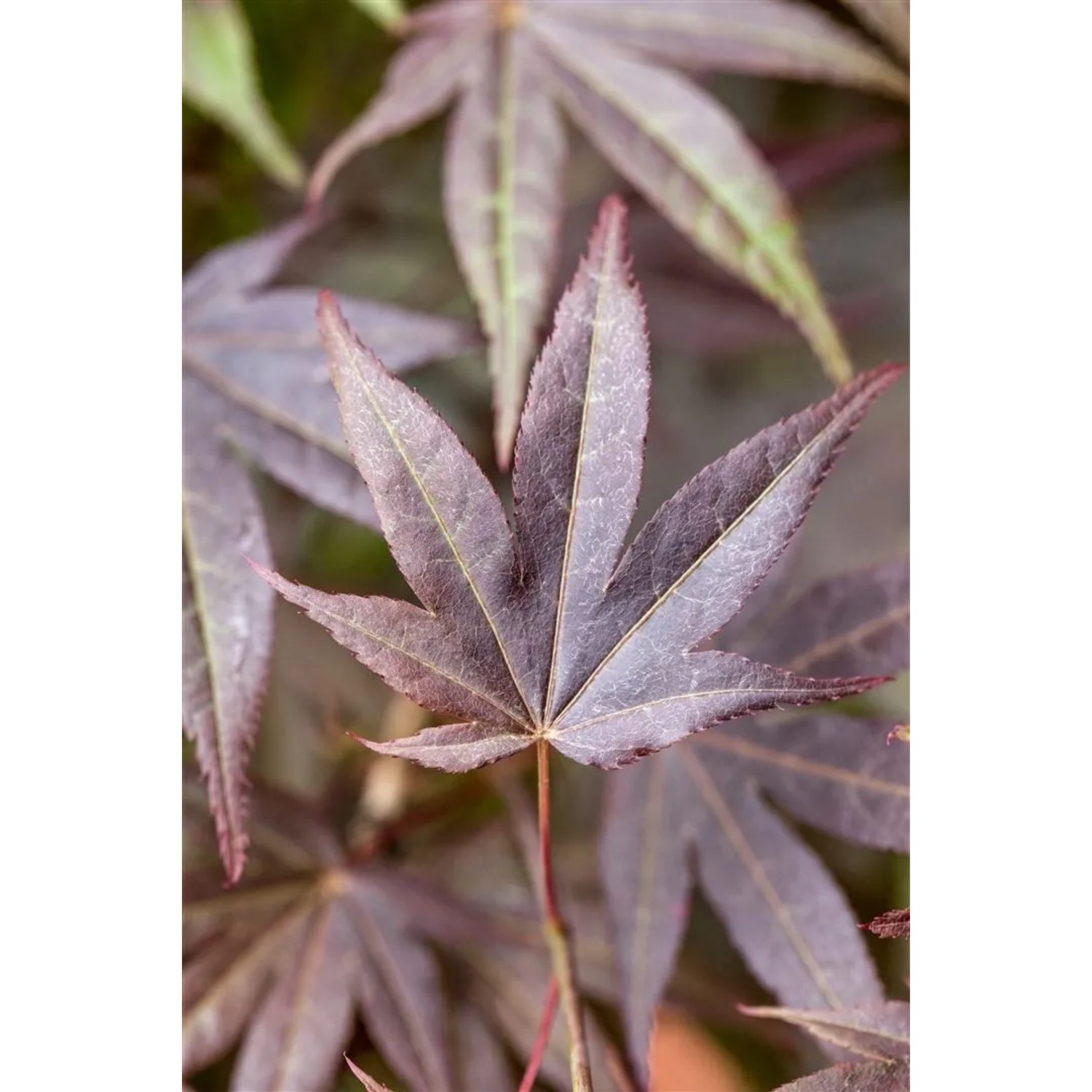 Nahaufnahme: Rotlaubiger Japanischer Ahorn (Acer palmatum Atropurpureum), Blätter mit feiner Struktur.