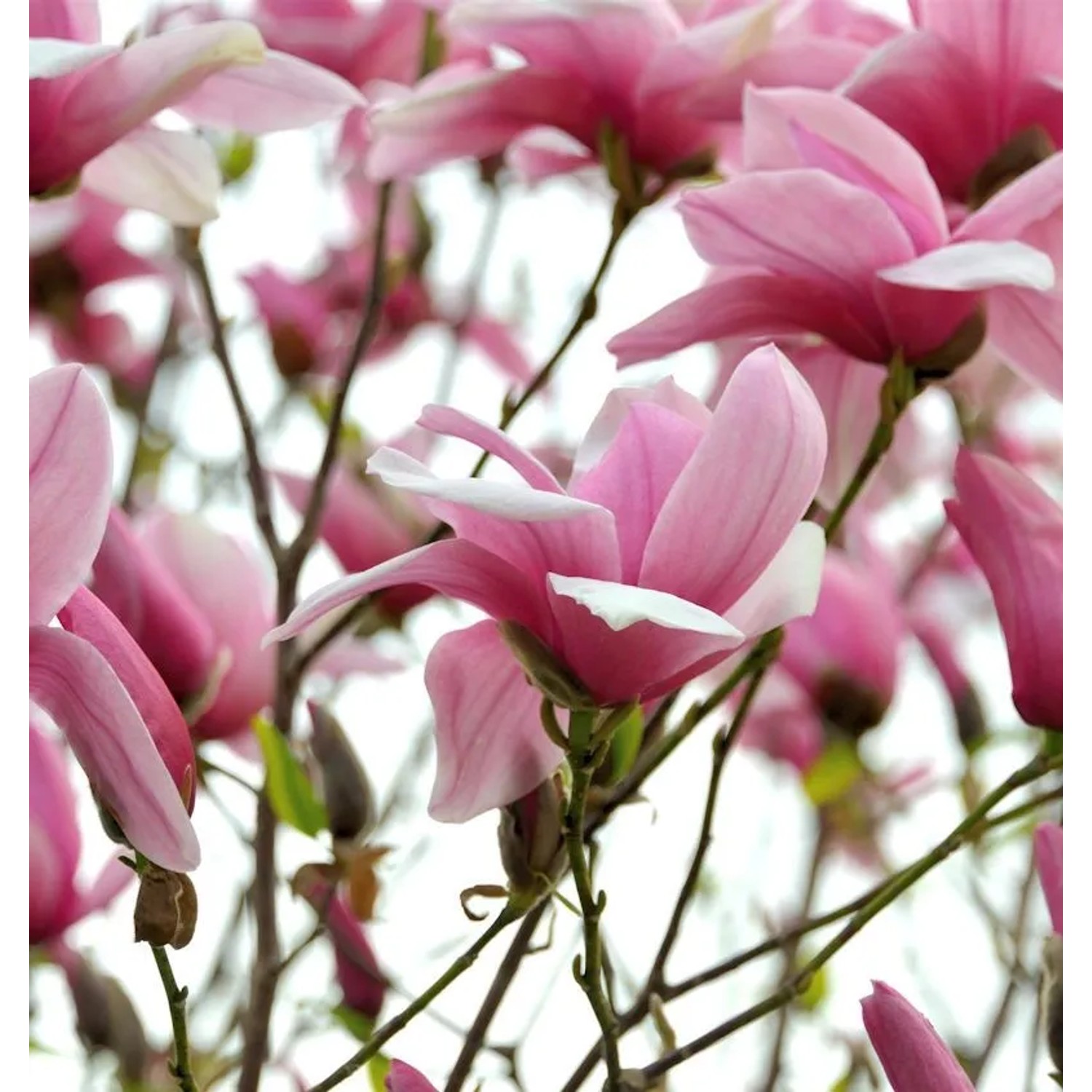 Chinesische Yulan Magnolie Festirose 80-100cm - Magnolia denudata