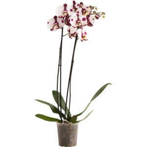 Schmetterlingsorchidee 'Polka Dots' mit weißen Blüten und violetten Punkten im Topf.