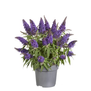 Sommerflieder 'Butterfly Candy' im Topf, ca. 30-40 cm hoch, mit violetten Blüten.