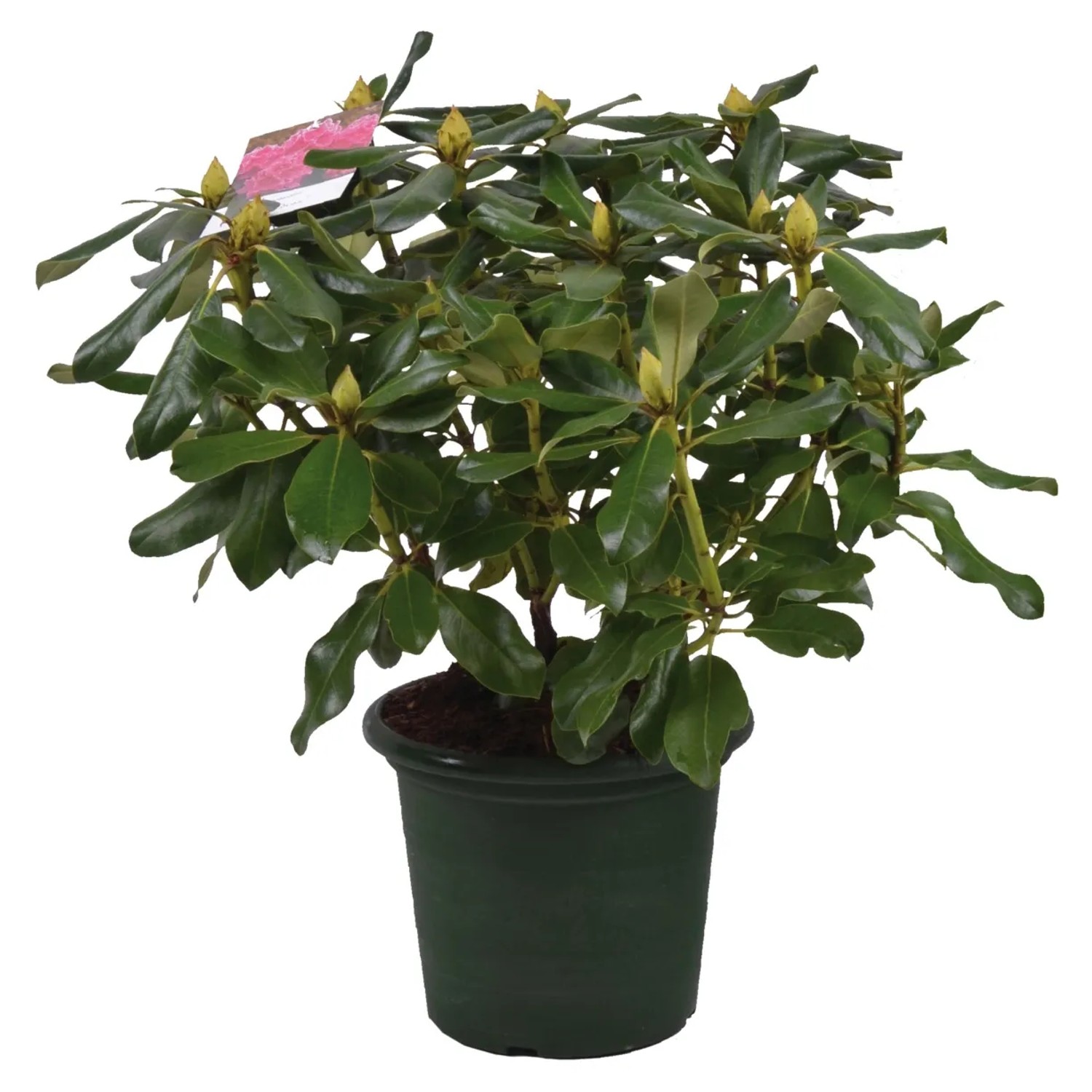 Rhododendron Claudine 30-40 cm 6 l kaufen bei OBI