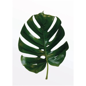 Wandbild: Grünes Monstera Blatt (30x40 cm). Dekorative Zimmerpflanze für die Wand.