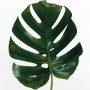 Wandbild: Grünes Monstera Blatt (30x40 cm). Dekorative Zimmerpflanze für die Wand.