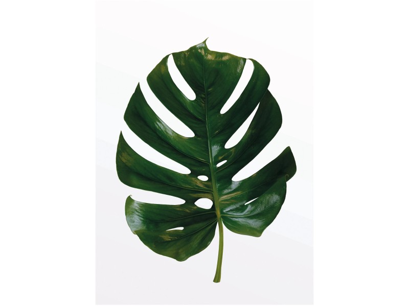 Komar Wandbild Monstera Leaf 30 x 40 cm kaufen bei OBI