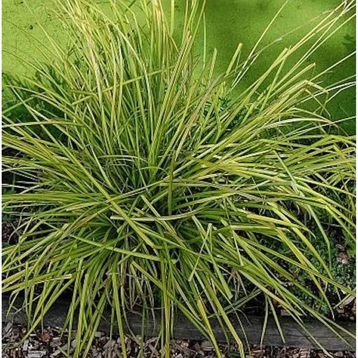 Steife Segge Bowles Golden - Carex elata
