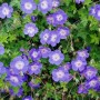 6 x Storchschnabel 'Rozanne' Geranium Topf 9cm Langblühend