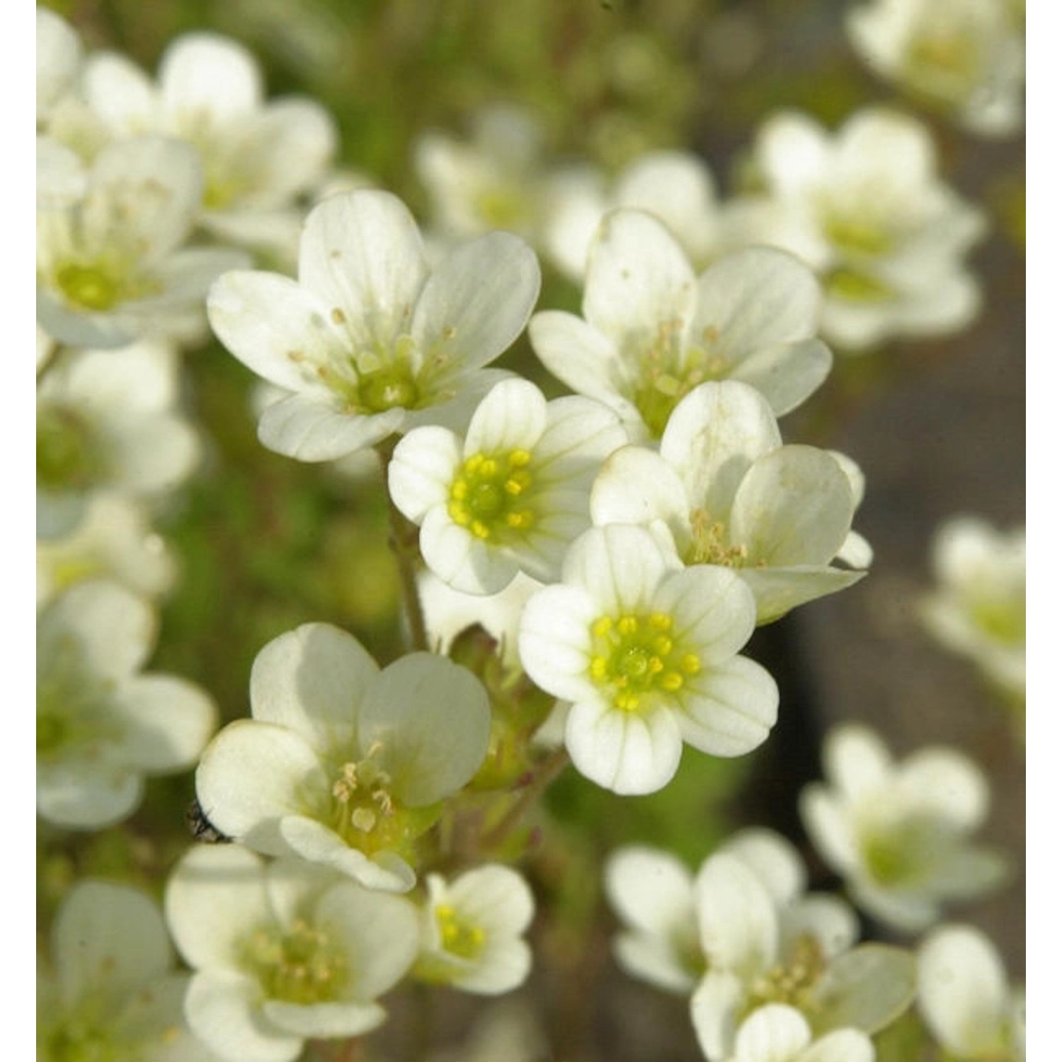 Moossteinbrech Schwefelglanz - Saxifraga arendsii günstig online kaufen