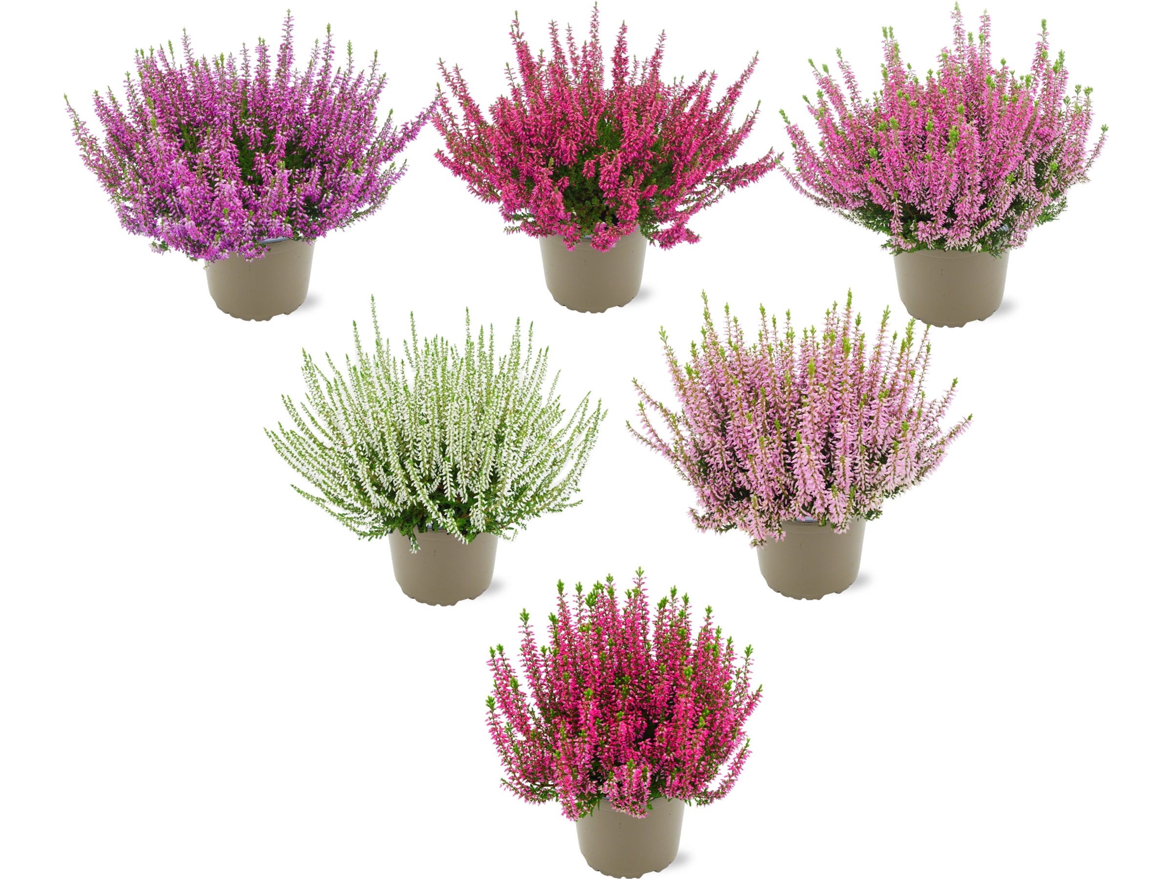 Winterheide (Calluna Vulgaris) Im 13cm Topf – Dreifarbig In Rot, Lila & Gelb