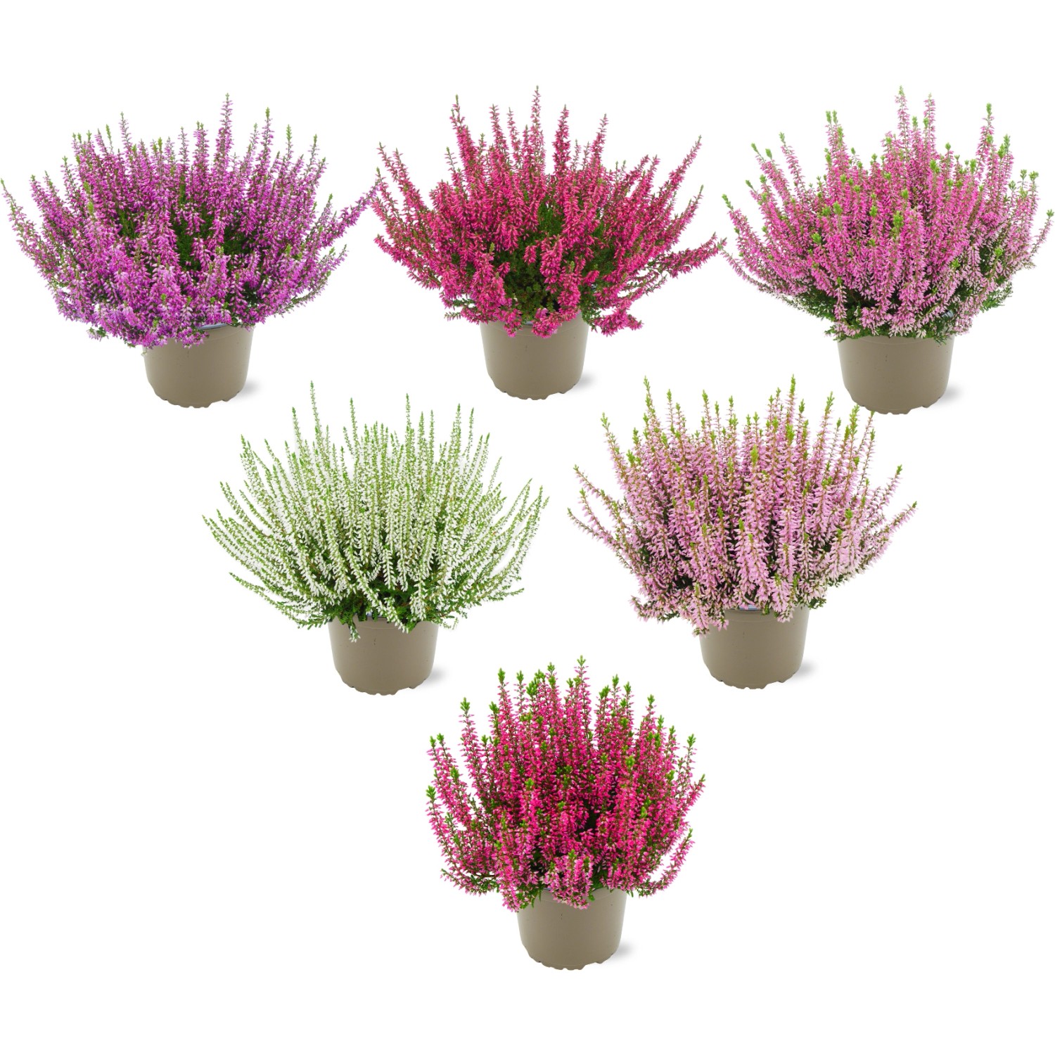 Besenheide Topf-Ø ca. 11 cm Calluna Vulgaris günstig online kaufen
