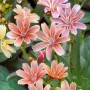 Lewisia Longipetala Little Plum Staude mit rosa Blüten im 9x9 cm Topf.