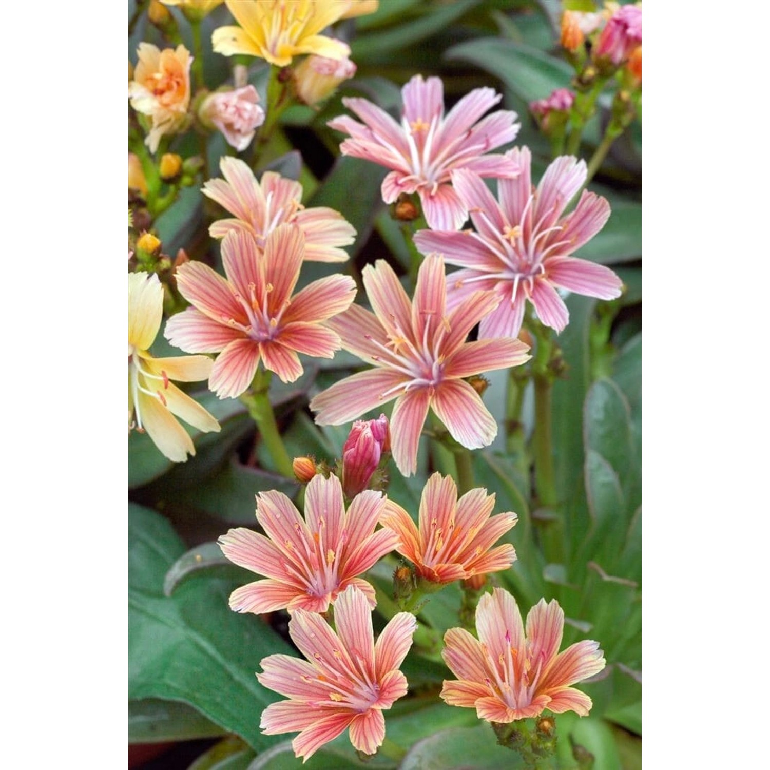 Lewisia Longipetala Little Plum Ca. 9x9 cm Topf günstig online kaufen