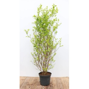 Goldliguster 'Aureum', 100-125 cm, im Topf. Laubgehölz für Hecken und als Solitär.