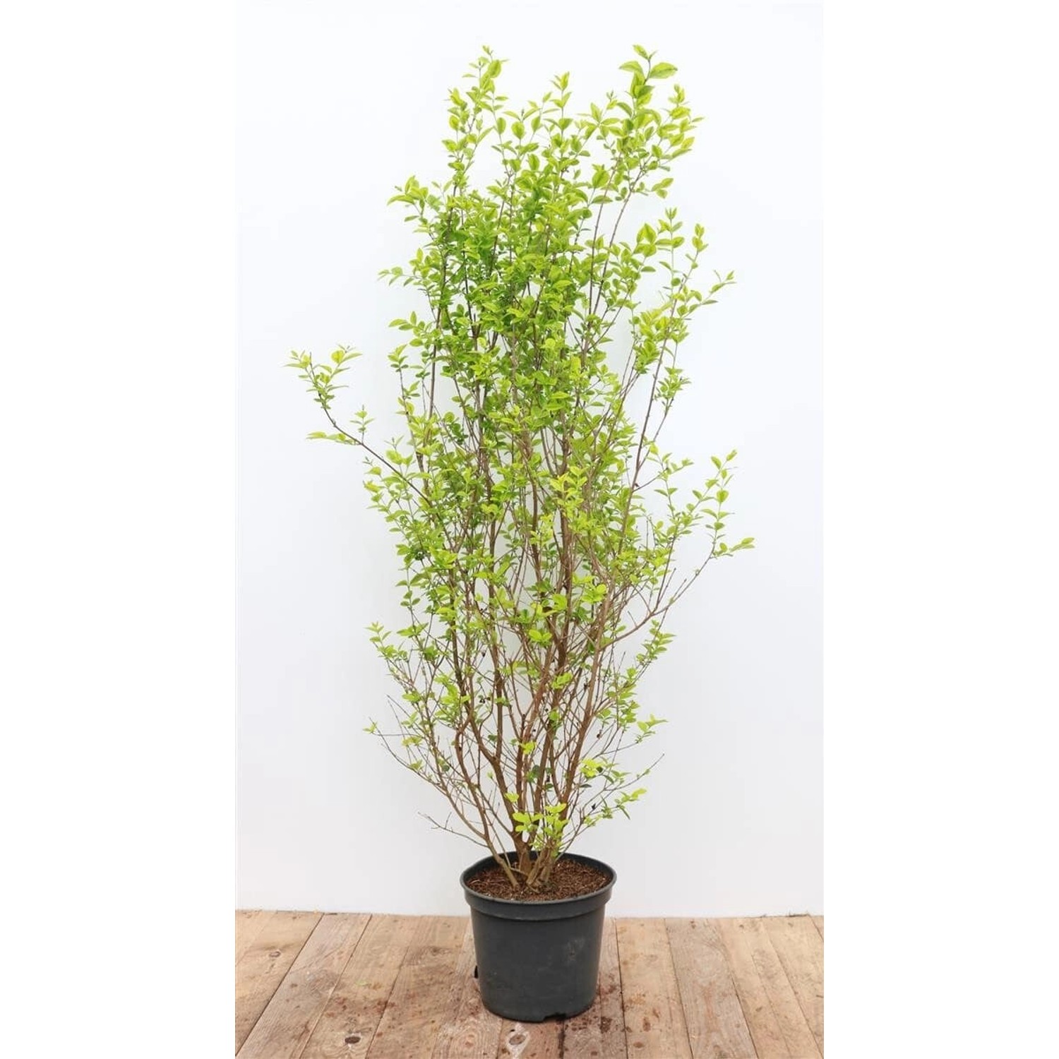 Ligustrum ovalifolium 'Aureum' 100-125 cm günstig online kaufen