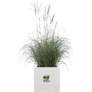 Quadratischer, weißer Elho Pflanztopf Vivo Next 30 cm mit Rollen und Bepflanzung.