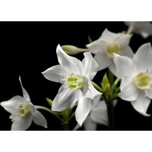 Komar Fototapete Madonna, weiße Blüten vor schwarzem Hintergrund.