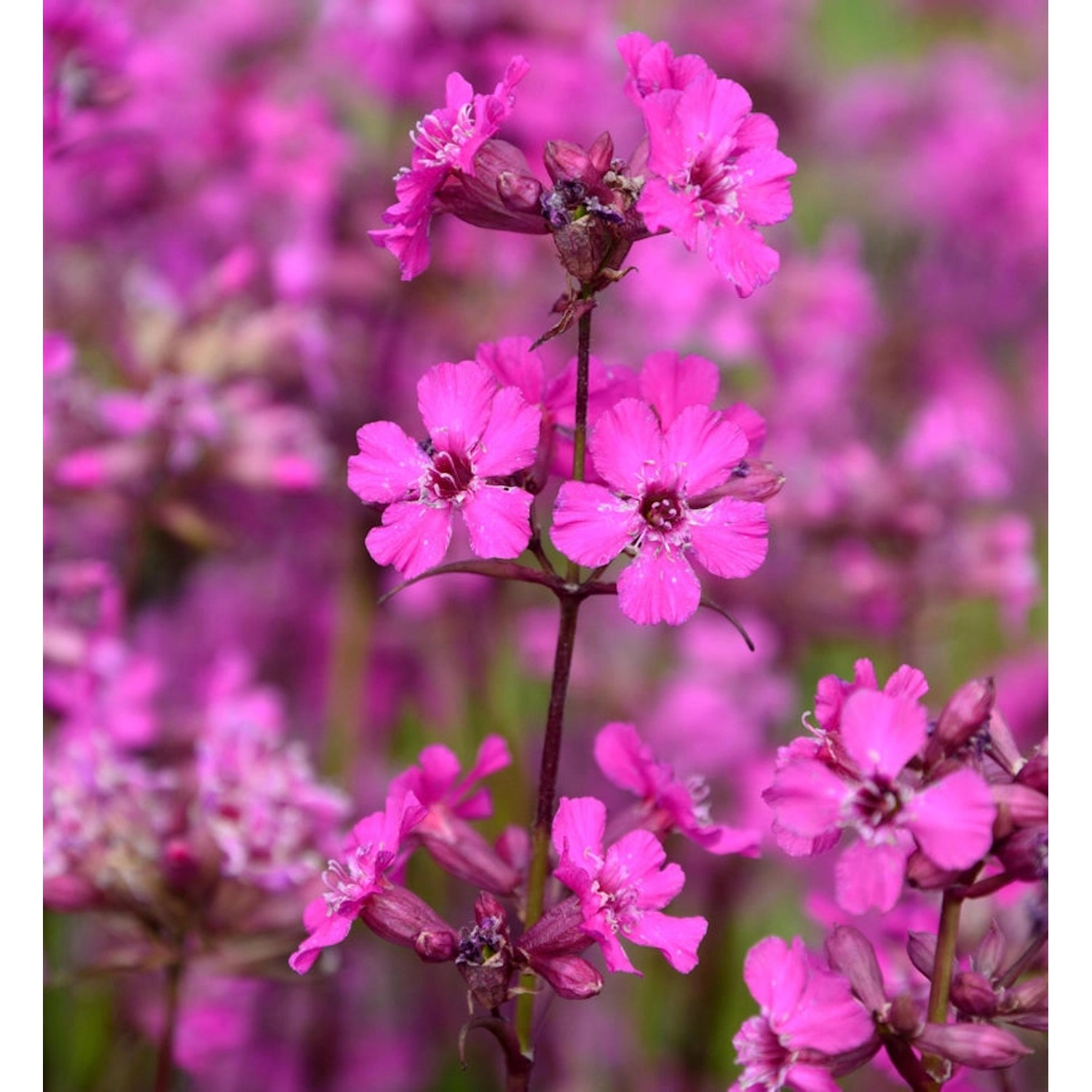 Pechnelke Splendens - Lychnis viscaria günstig online kaufen