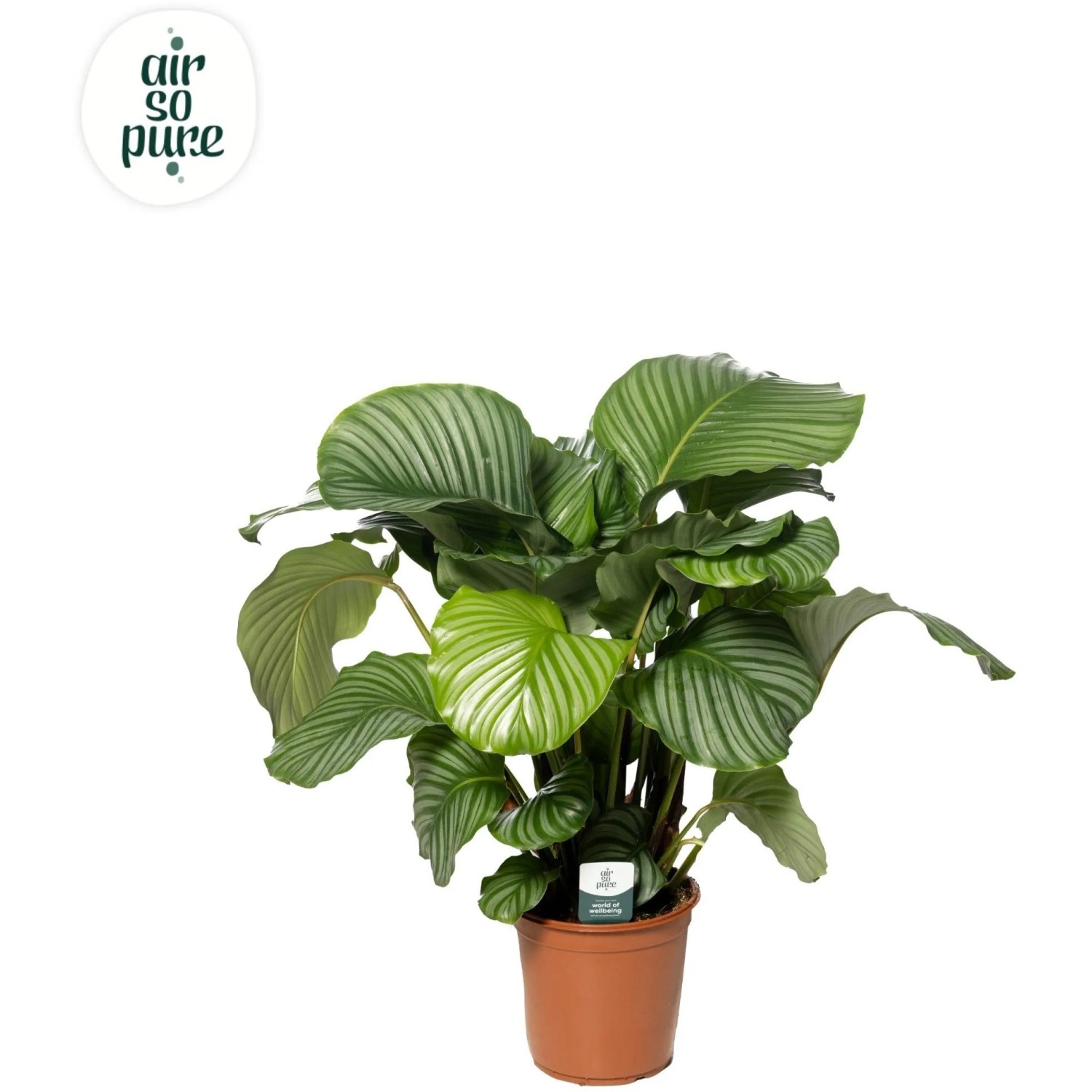 Korbmarante Höhe ca. 100 - 110 cm Topf-Ø ca. 27 cm Calathea orbiflora