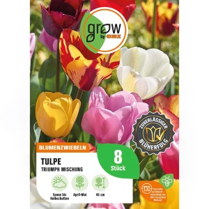 Farbenfrohe Triumph Tulpen Mischung von GROW by OBI, 8 Stück. Blumenzwiebeln für den Frühlingsgarten.